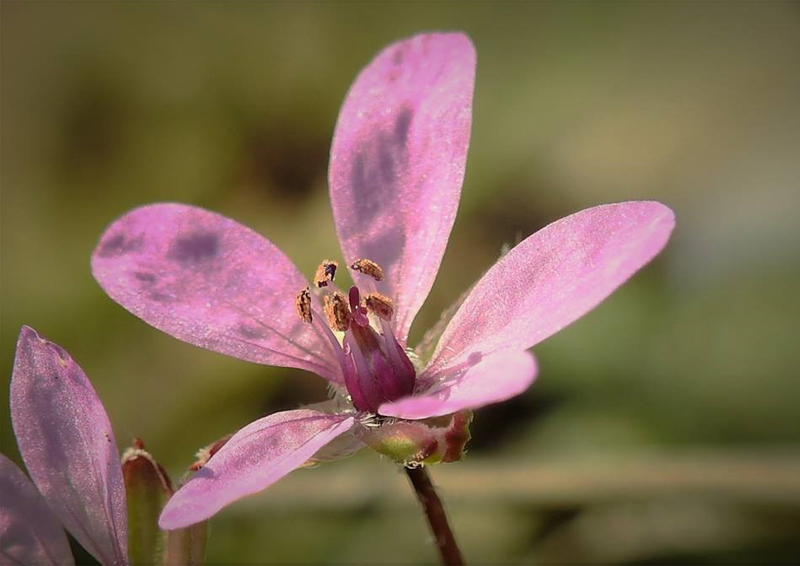 Erodium sp.